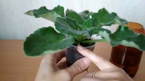 Древесный уголь как разрыхлитель для грунта фиалки