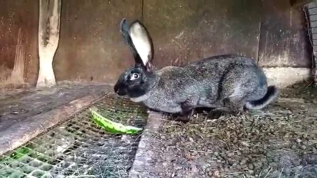 Кролики едят арбузы. Лакомство для кроликов. Самочки фландр и серебро.11.07.2021