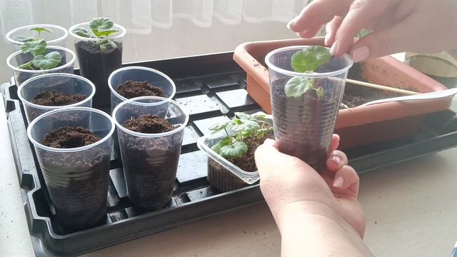 Герань и астра подросли, что делаю дальше. смотреть онлайн