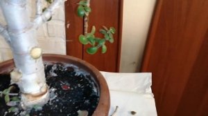 Толстянка в Стиле Бонсай/ Часть 1. ОБРЕЗКА/ Денежное Дерево (Крассула)/ Комнатные Растения/  (0+)