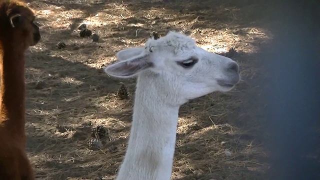 Смешная белая лама смотреть онлайн