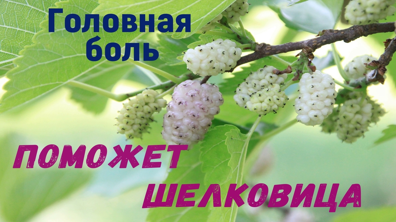 Карта шелковицы Карта шелковицы