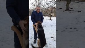 Овчарка встречает хозяина после суток расставания