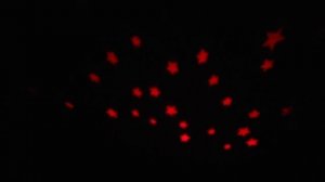 Музыкальный ночник "Черепаха"