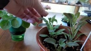 Фиалки-Трейлеры