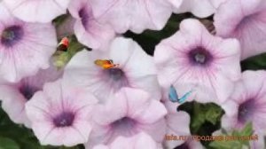 Петуния ампельная Шок Вейв Пинк Вейн ? обзор: как сажать, семена петунии Шок Вейв Пинк Вейн