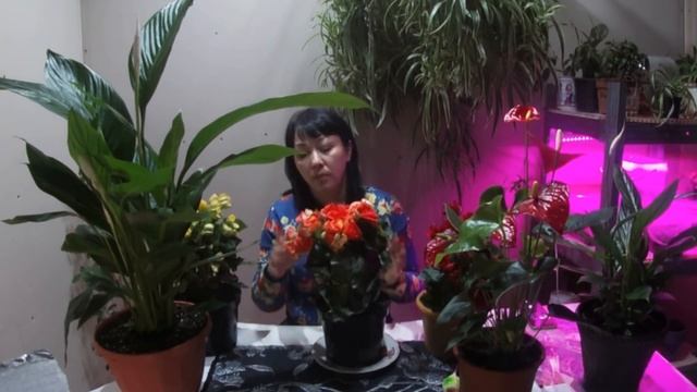 Комнатные цветы в марте смотреть онлайн