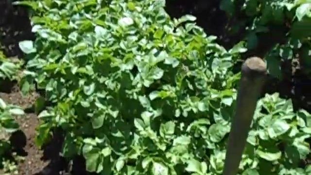 Резать или не резать картофель перед посадкой