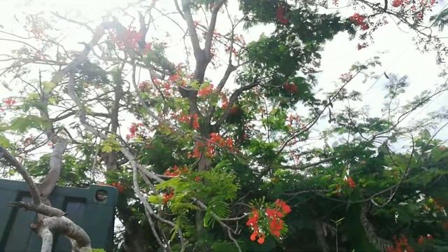 Royal Poinciana Tree (Delonix regia Fabaceae) смотреть онлайн