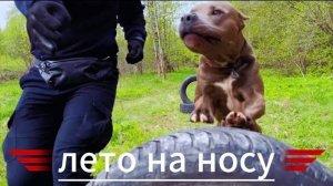 Готовимся к лету вместе с питбуем