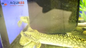 ?Aquass - Полиптерус сенегальский рыба дракон (Polypterus senegalus)