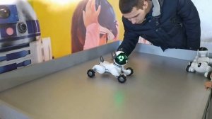 Собака-робот Чип танцует! Robot Chip! Chip yoga!