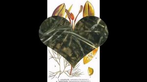 РДЕСТ  (POTAMOGETON)  сем. Рдестовые