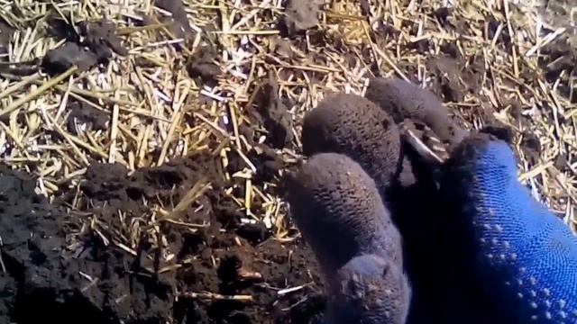 Коп на поле - Серебро это хорошо - Ролик, Поиск металлоискателем смотреть онлайн