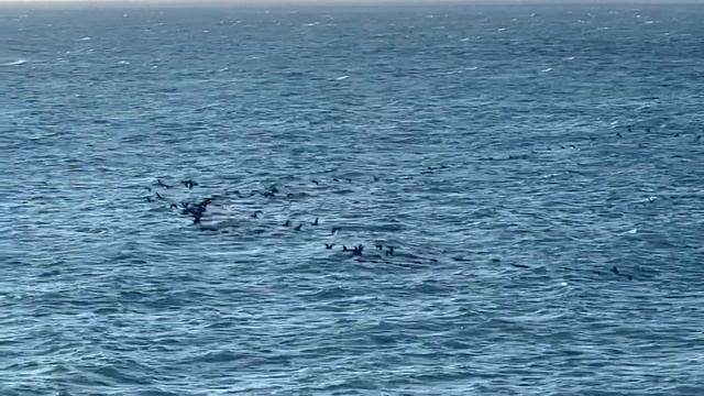 Летят перелётные птицы… смотреть онлайн