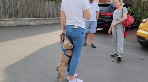 Щенок Ам Булли пошёл в атаку. Агрессия в 5 месяцев. Социализация и дрессировка обязательно!