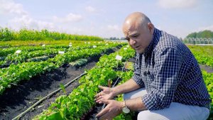 Повторные посевы. Новый урожай в сентябре – редис, репы, дайкон.