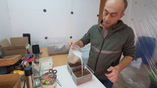 Черенкую калибрахоа новым способом !