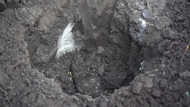 Оригинальная посадка смородины от эксперта-садовода Марины Рыкалиной.