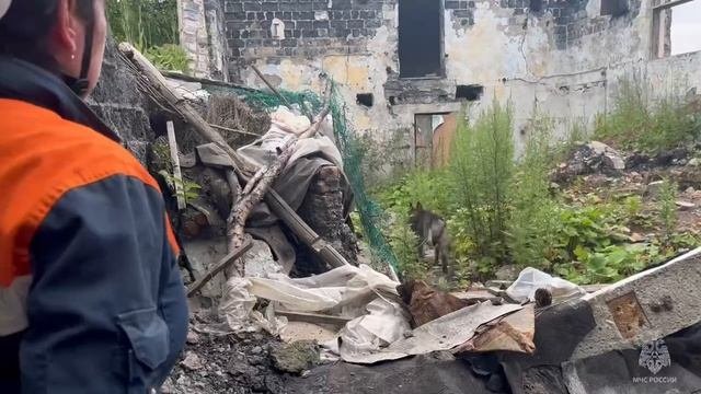 Кинологи чрезвычайного ведомства провели тренировку