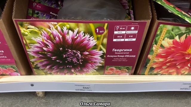 МЕГА-ОБЗОР 🌏 САЖЕНЦЕВ в Леруа Мерлен 🍀 Самара 👋🏻 Не Зря Зашла! НОВИНКИ! Февраль, 2024