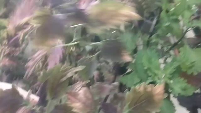 Колеус. Продолжение домашнего обзора моих колеусов