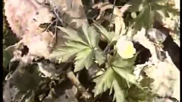 Медът мед ражда смотреть онлайн