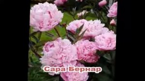 Лучшие сорта пионов