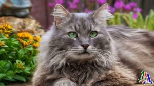 - Он какой породы? – Ольга замерла. Красивый серый КОТ смотрел на неё изумрудными глазами