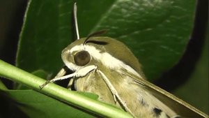ИНСЕКТАРИЙ: 311. Бражник Подмаренниковый (Hyles gallii)