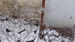 Если купили саженец зимой, как сохранить до посадки.