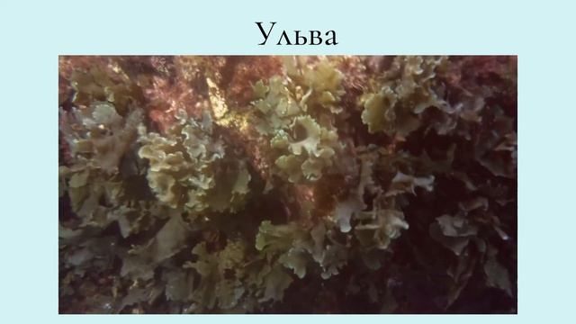 Водоросли, их разнообразие и значение в природе смотреть онлайн