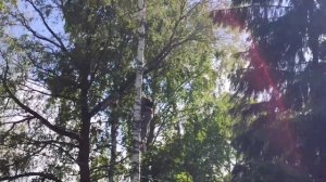 Как не надо валить дерево!