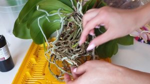 Две орхидеи в одном горшке | Обработка и пересадка орхидей | Как вместить корни орхидеи в горшок