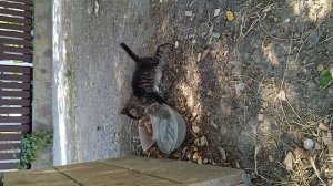 Кошкин дом в Анапе