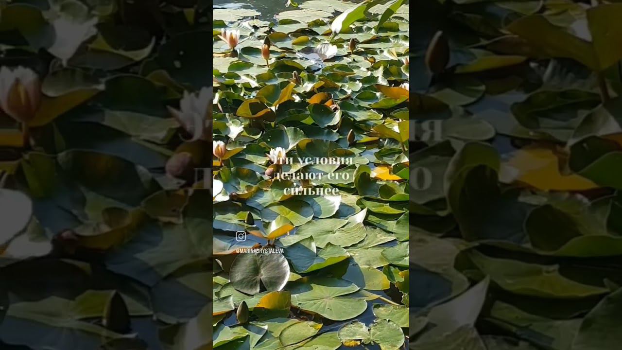 #марина_исцеляющеевидео #лотосы #коды_пробуждения #маринаиевлева #маринахрусталёва #пробуждение