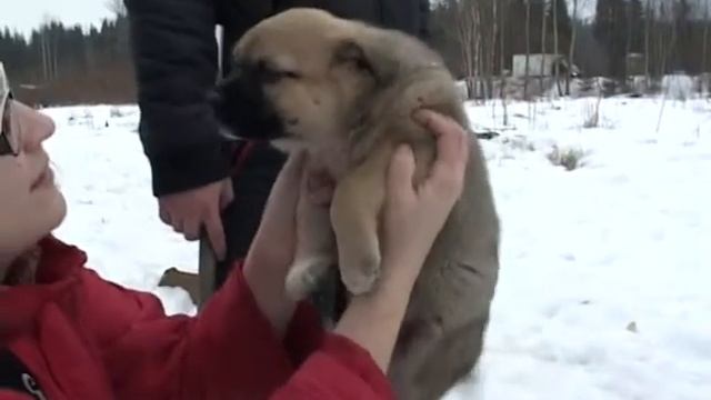 Дело сдвинулось с мертвой точки. Безнадзорные собаки в поселении смотреть онлайн