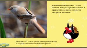 Красная Книга Красноярского края,маленькая подборка