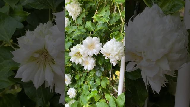 [Clematis] Duchess of Edinburgh in Bloom at Luna's Rose Garden 2023