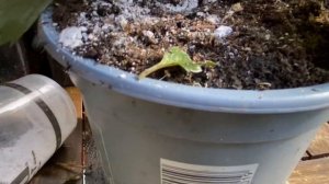 Вегетативные Георгины! РАЗМНОЖЕНИЕ Черенкование ЛЕТОМ! Taking Dahlia cuttings in Summer