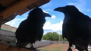 Проверка связи.