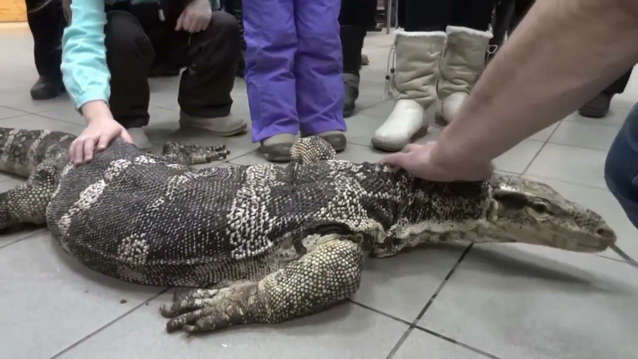 Российские дети - страха нет #shorts #приколы #зоопарк #экзотика смотреть онлайн