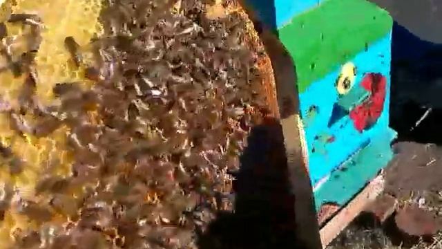 Зимовка пчёл в Лежаке и Дадане Какой улей лучше Факты смотреть онлайн