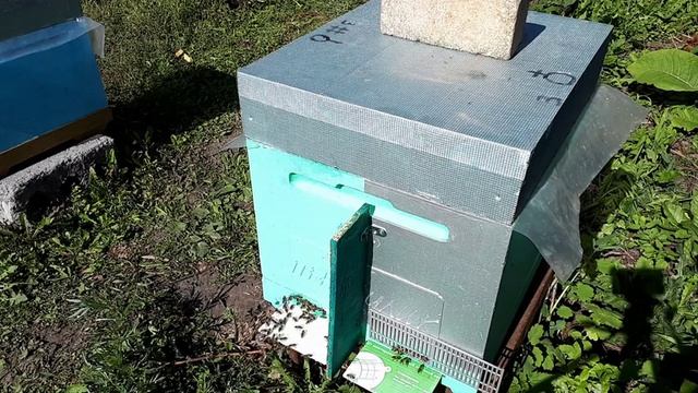 Облет поздних маток!!!Делим семьи пополам!!! смотреть онлайн