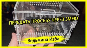 ПЕРЕДАТЬ ПРОСЬБУ ЧЕРЕЗ ЗМЕЮ. ДЛЯ ВСЕХ. #ВЕДЬМИНАИЗБА ▶️ #МАГИЯ