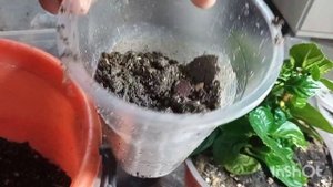 Как быстро укоренить Гортензию, даже почкой 😲😲🌱🌱!!!