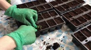 БРАХИКОМА.  ПИКИРОВКА БРАХИКОМЫ