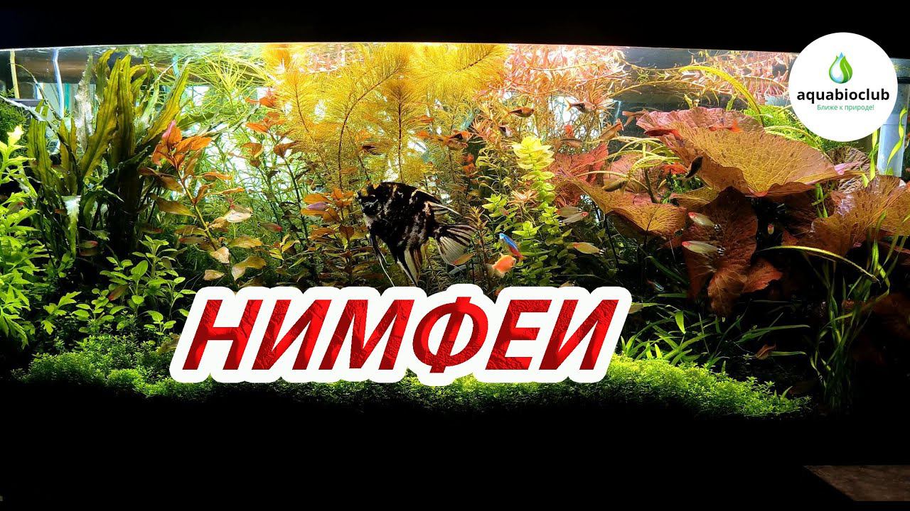 Нимфеи в аквариуме. смотреть онлайн