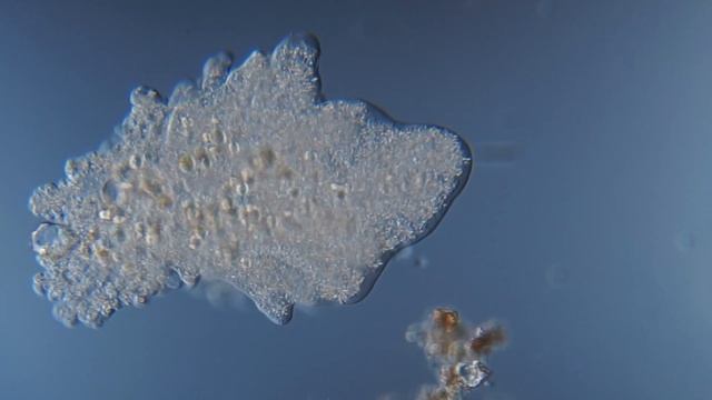 Движение амебы под микроскопом смотреть онлайн