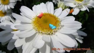 Нивяник наибольший Санни Сайд Ап ? обзор: как сажать, рассада нивяника Санни Сайд Ап